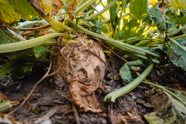 21st Century Equipment + Sugar Beet Harvest